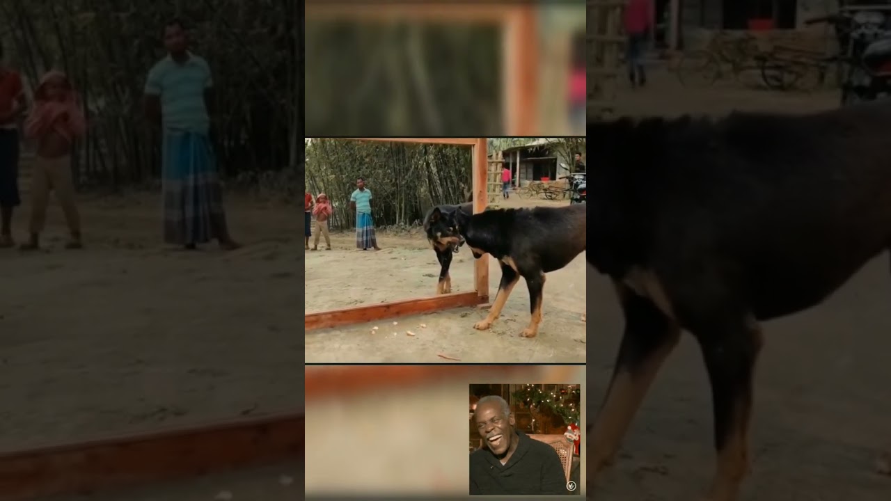 #animals #dog #funnyvideo #mirror