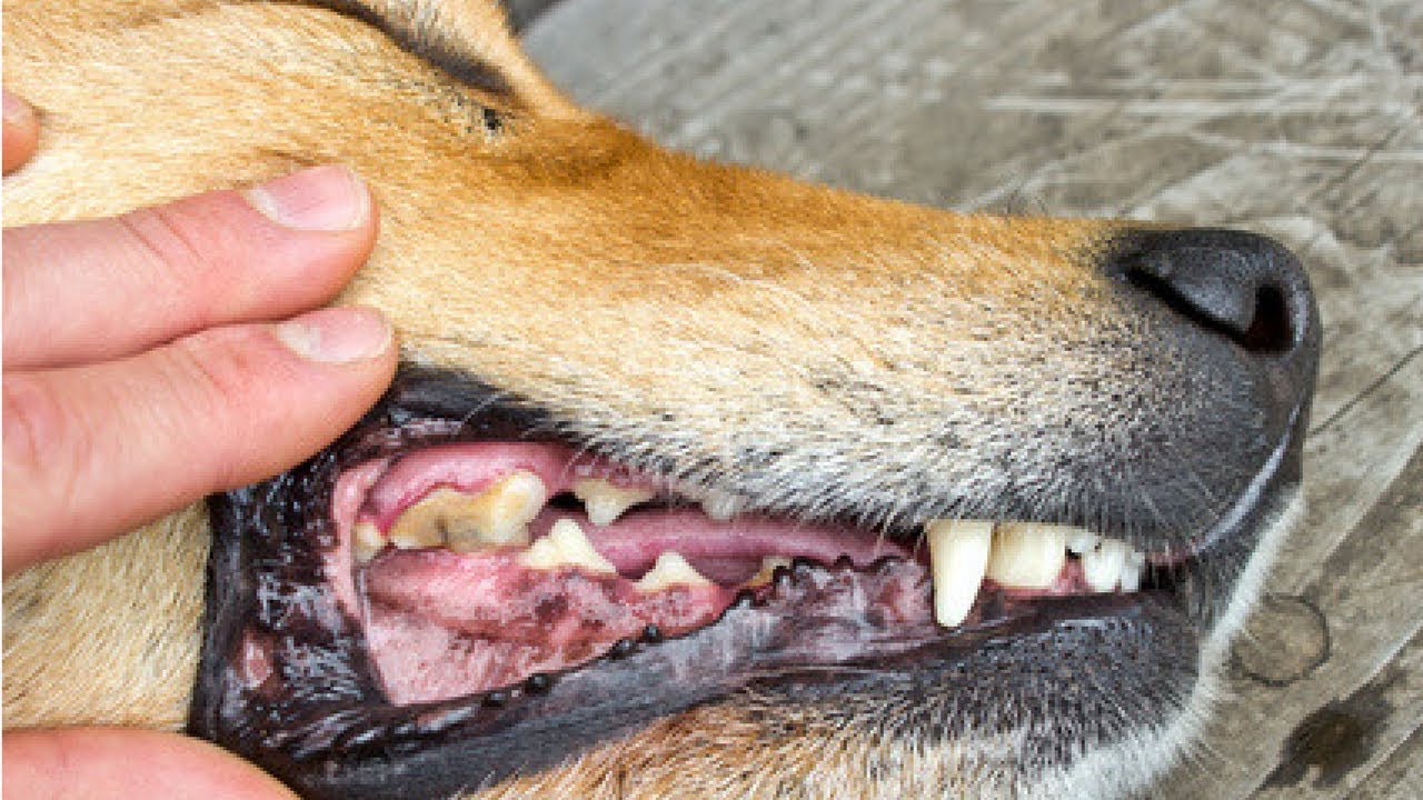 5 Ways To Clean Your Dog's Teeth That He Won't Hate PLUS The Disease 85% Of Dogs Have!
