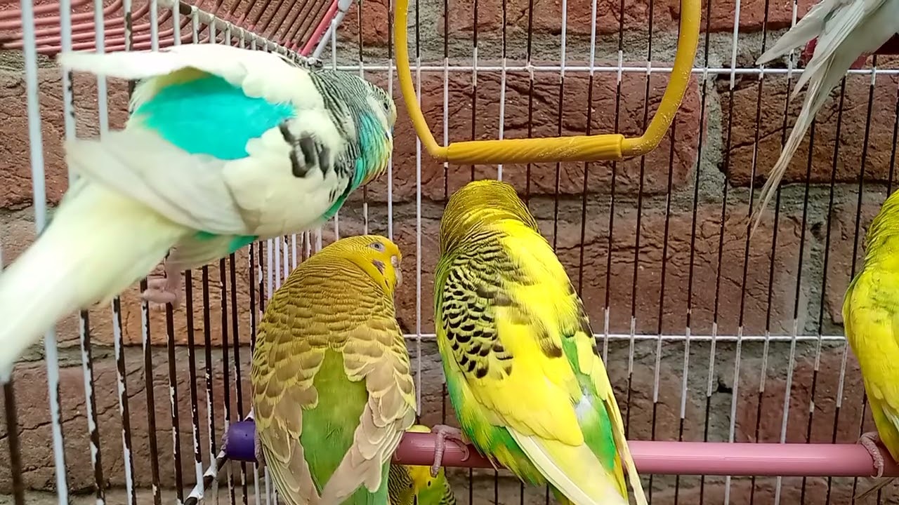 Australian beautiful bird's sounds 