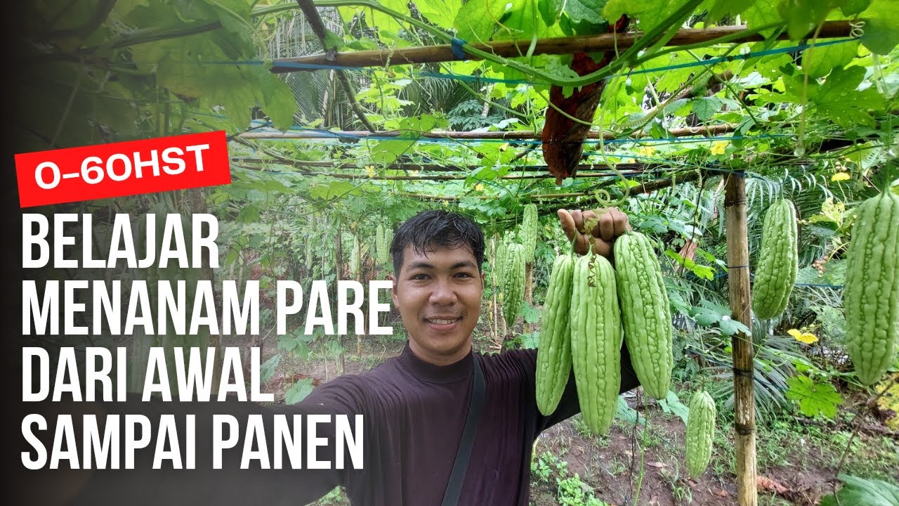 Tutorial Menanam Pare/Paria Dari Awal Sampai Panen.
