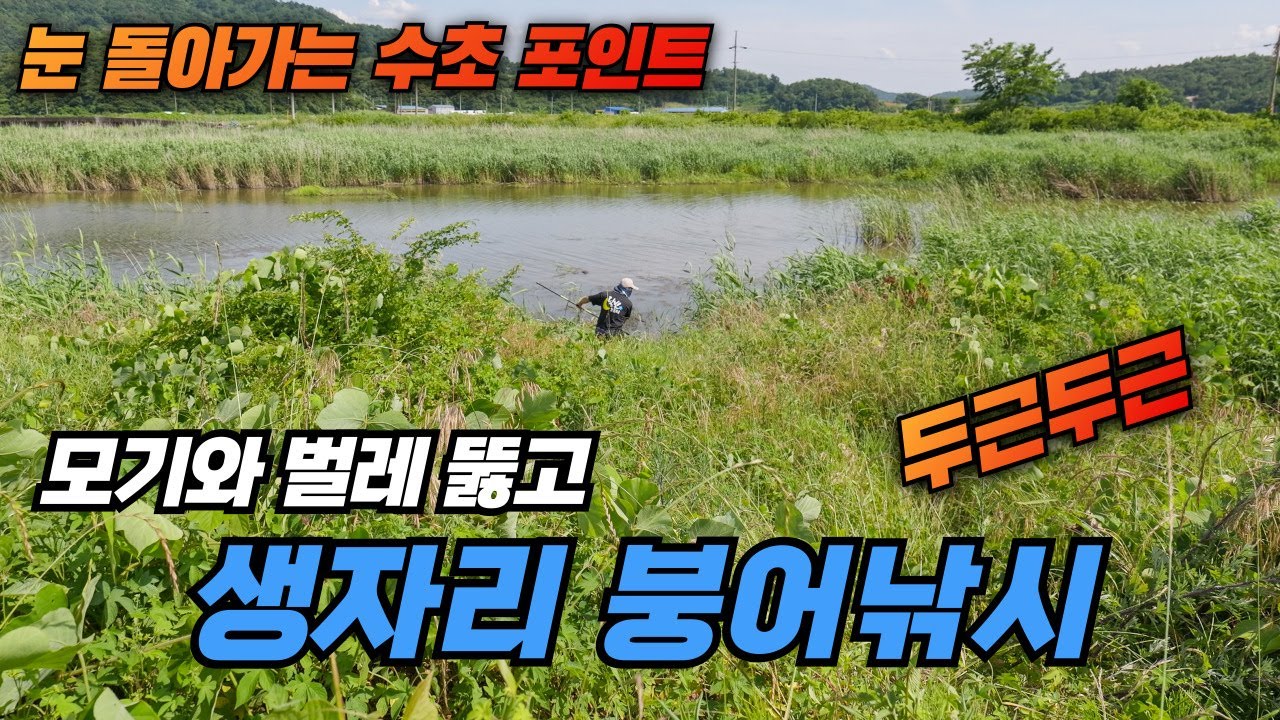 눈 돌아가는 수초 포인트 모기와 벌레 뚫고 생자리 붕어낚시