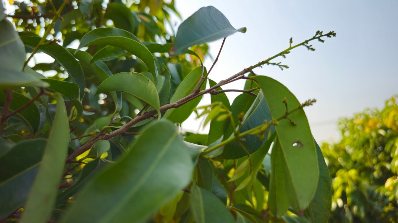 Vải thiều muộn chính thức báo hoa 
