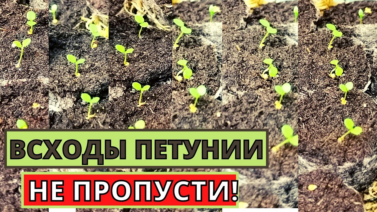 Как взошла ПЕТУНИЯ? Какие важные меропряития провести после всходов?