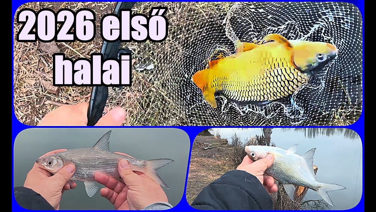 PONTY és keszegek.2026 első halai. #fishing #dunaihorgászat #carp #horgászat