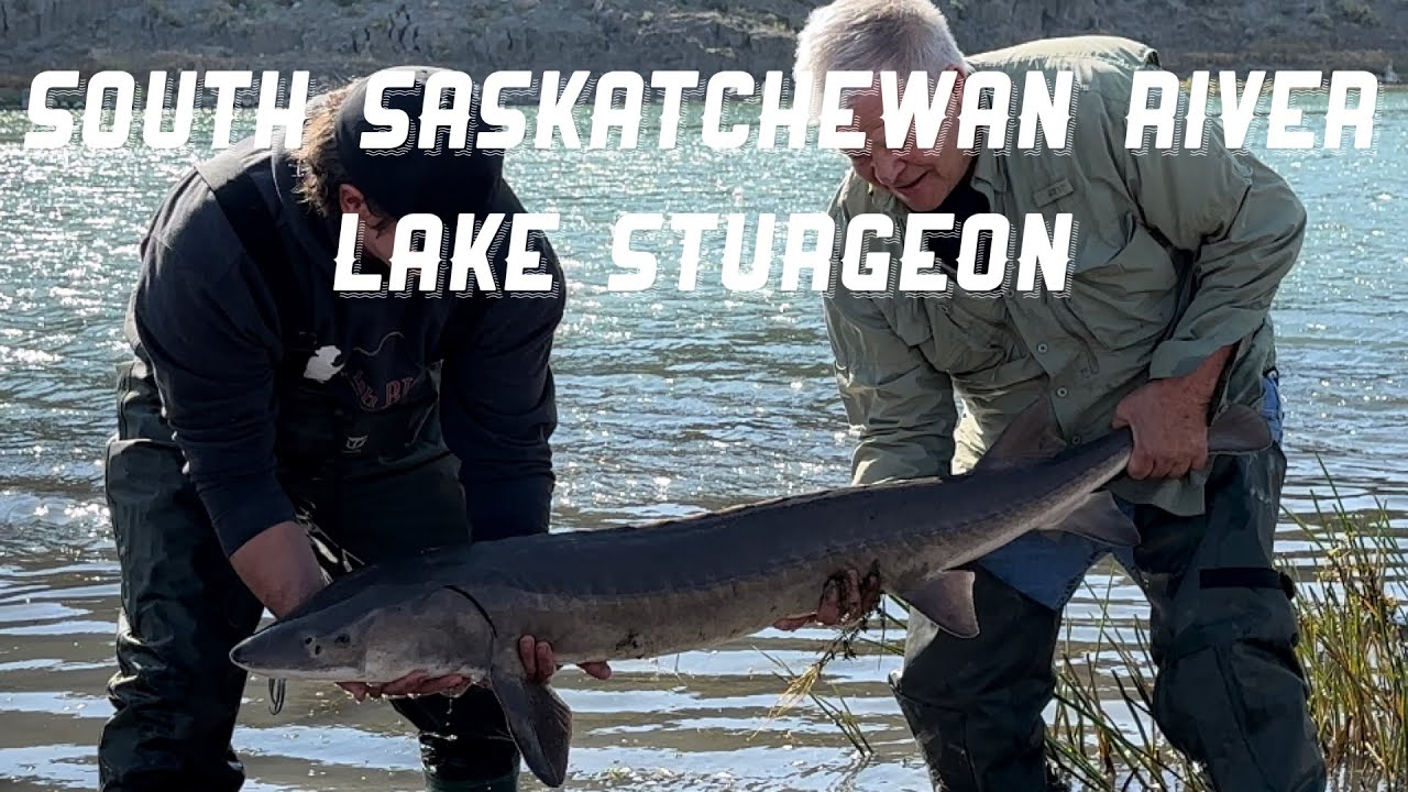 South Saskatchewan River Lake Sturgeon ( Part One )