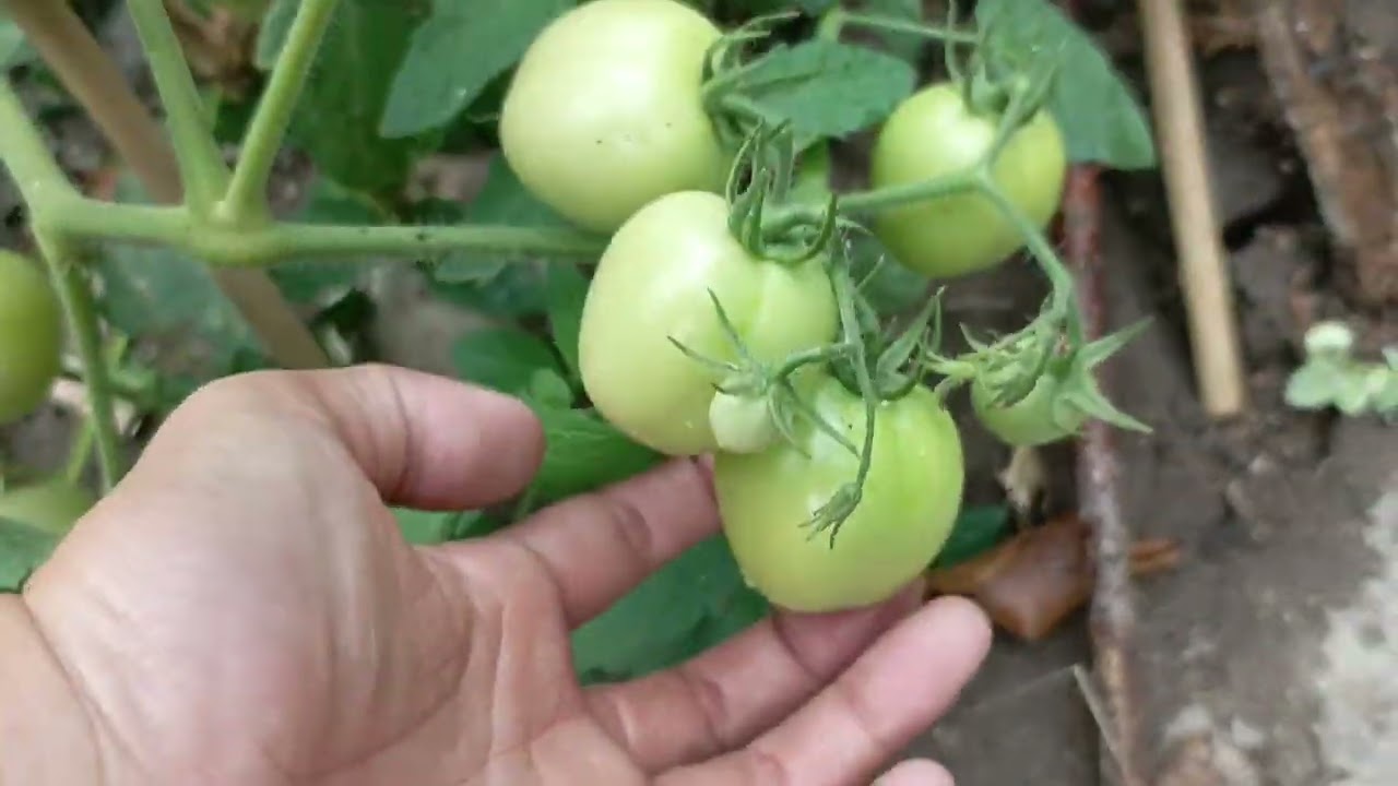 Few Tomato in my Garden