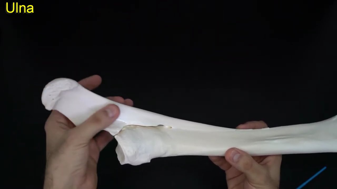 Comparative anatomy of the Radius and ulna