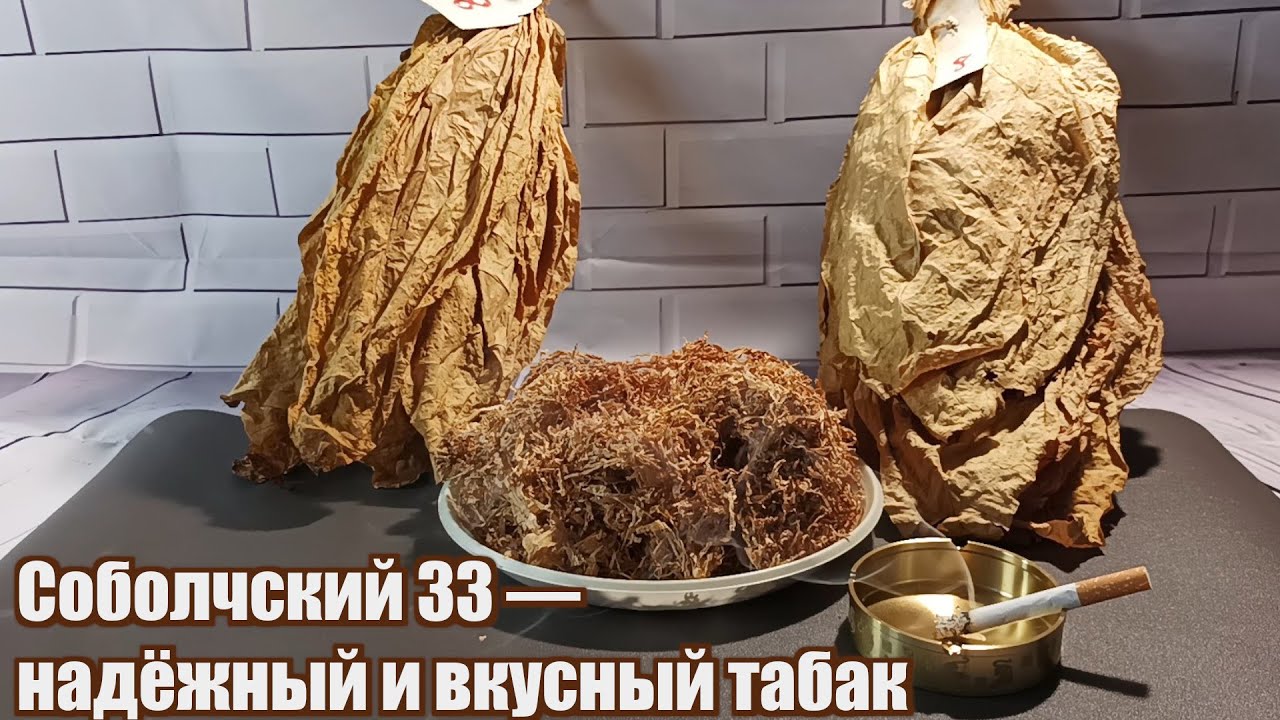 Табак Соболчский 33: как растёт, чем пахнет, и что в нём особенного