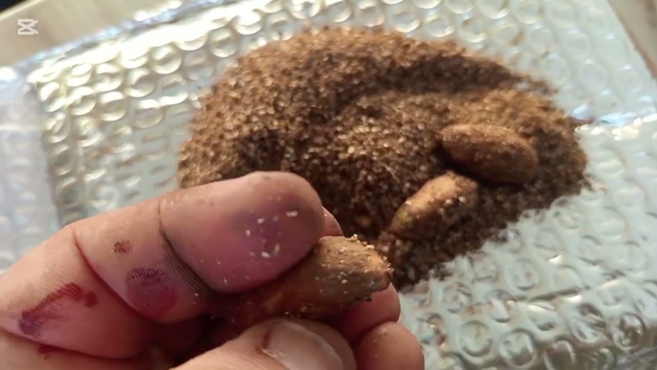 Unboxing another really rare seed package 