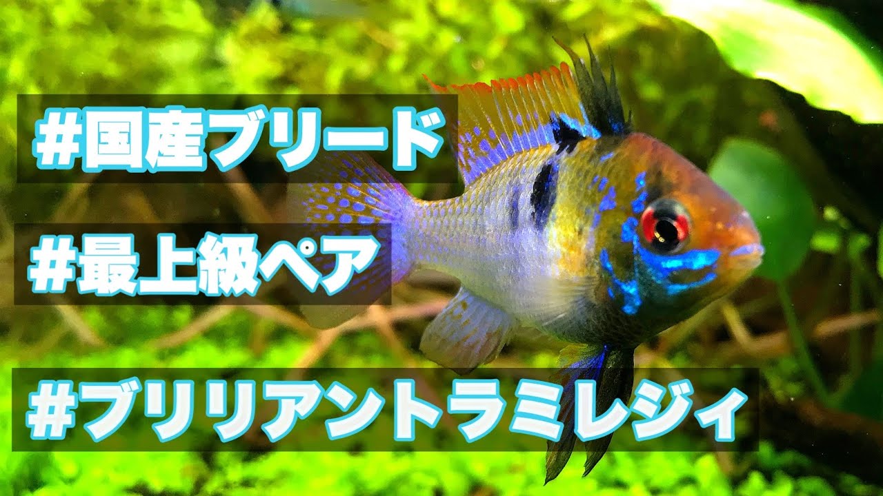 【ラミレジィ】バッキバキに仕上がったラミレジィを購入する【aquarium】