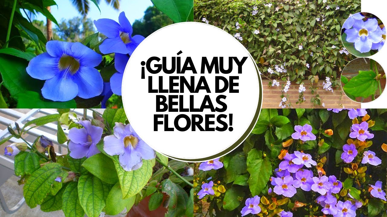 Bignonia azul o  thunbergia grandiflora Enredadera de SOL CON FLORES cuidados básicos en casa