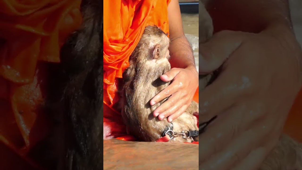 Simple life of monks and monkeys