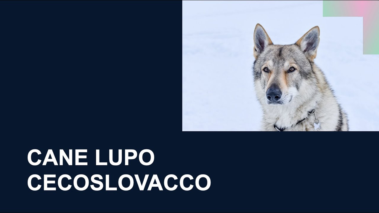 CANE LUPO CECOSLOVACCO - Caratteristiche, carattere, attitudini, salute, cura