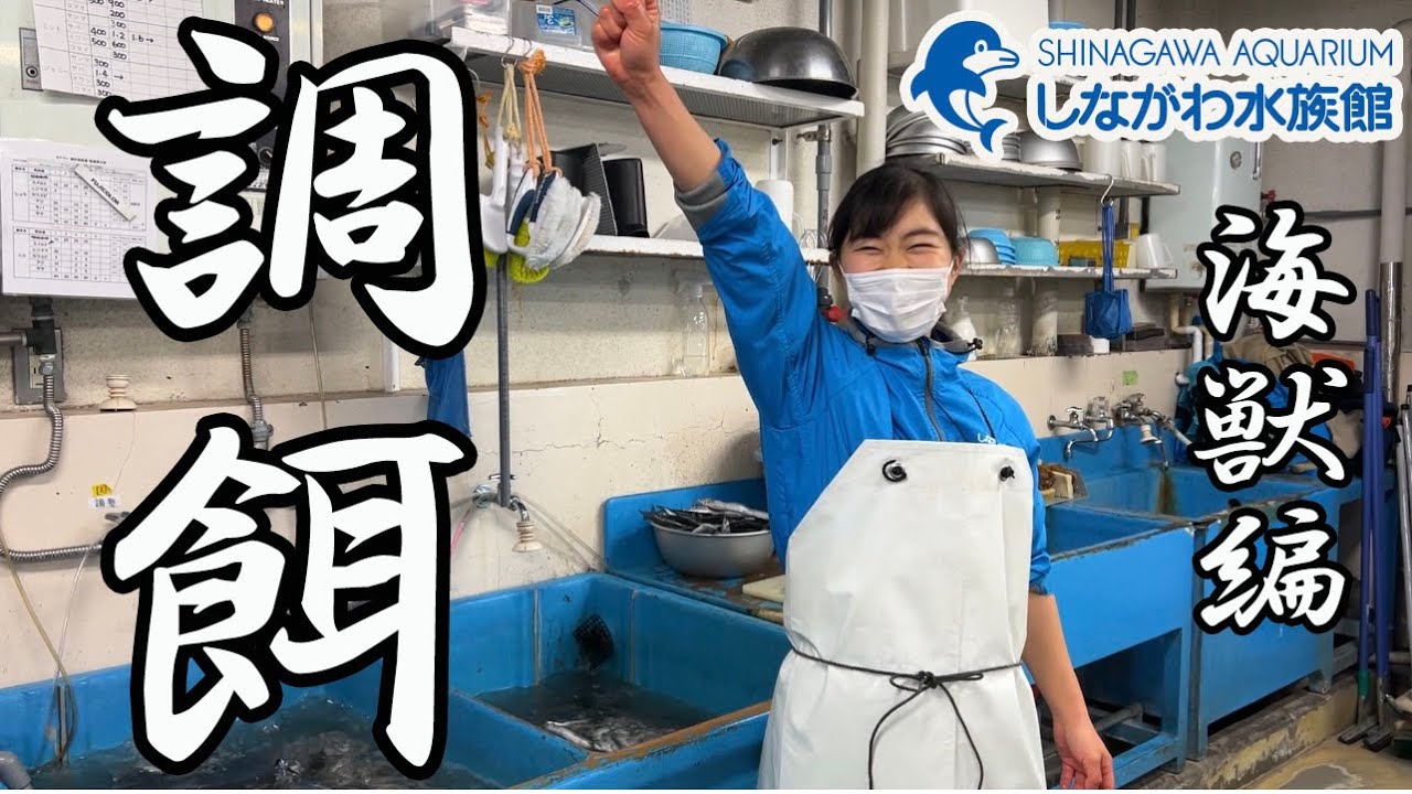 水族館のお仕事シリーズ「調餌」海獣編@しながわ水族館