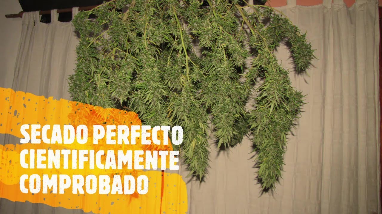 SECADO Y CURADO de MARIHUANA. &iquest;Mantener la HUMEDAD PERFECTA? Cultivo de Cannabis  Exterior BARATO.