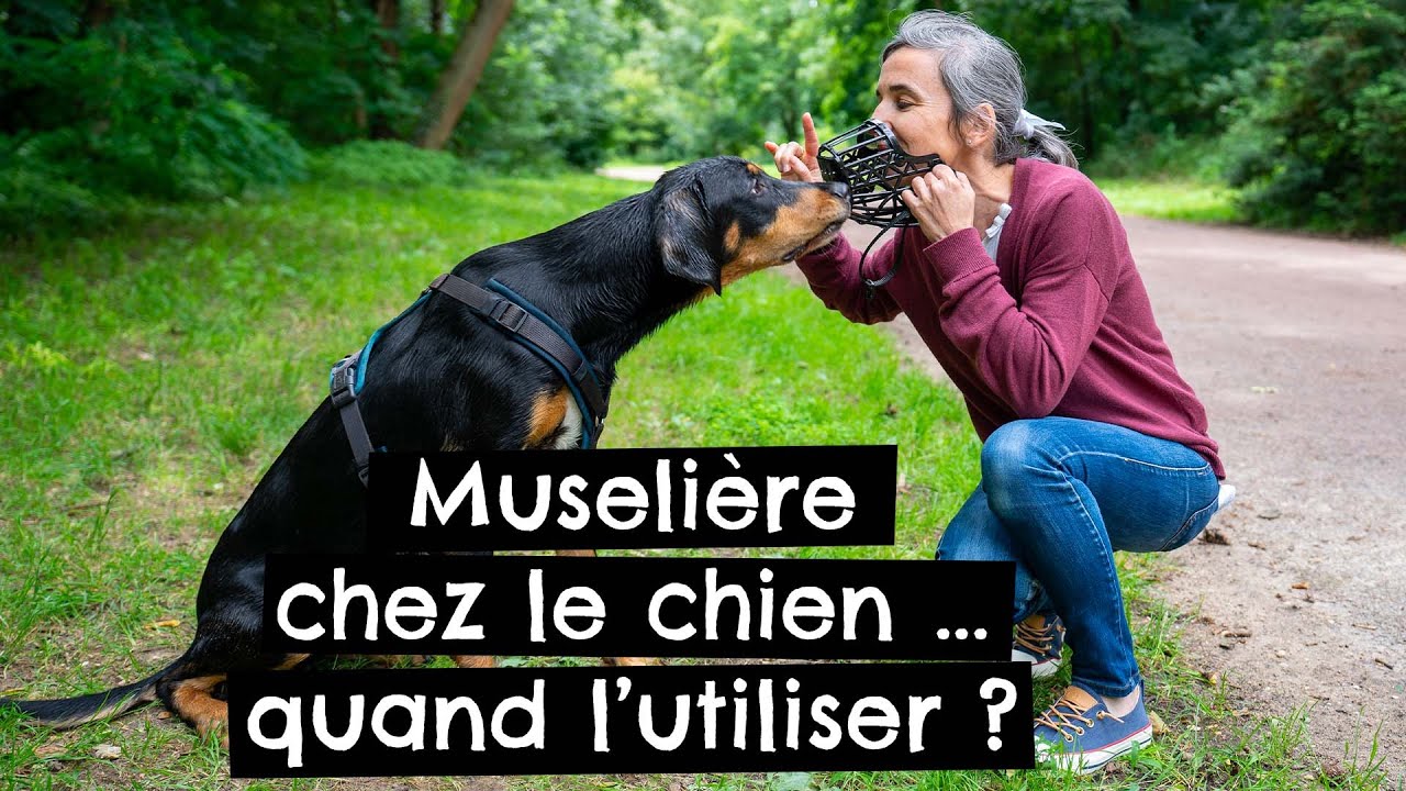 Muselière chez le chien … quand l’utiliser ? 🐶
