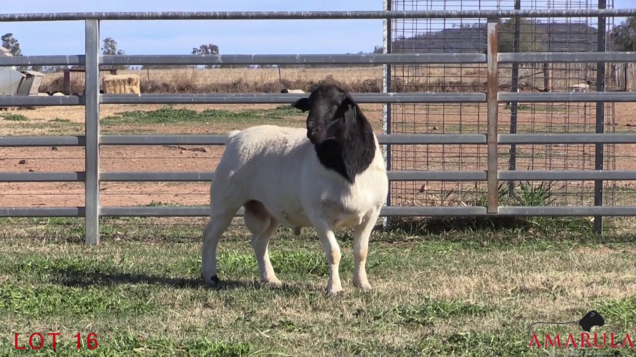 Lot 16 - Amarula Dorper Sale Ram, QLD 2020
