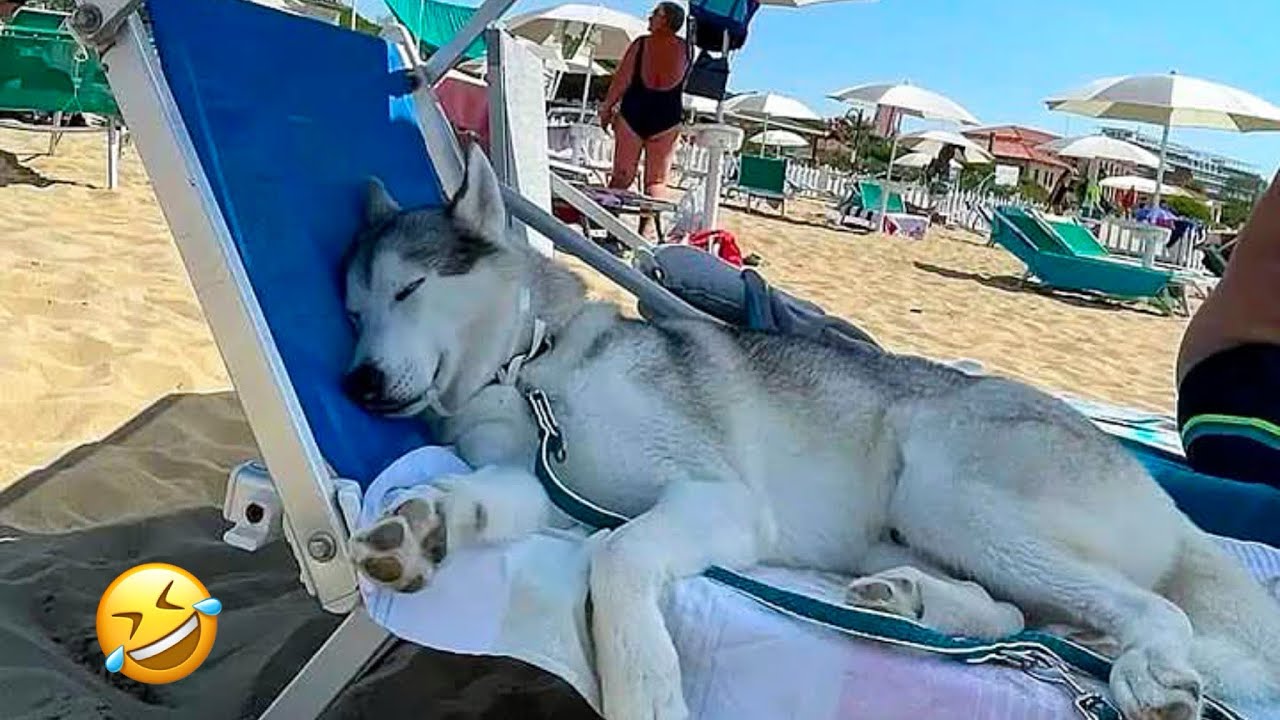 FUNNIEST Huskies | Normal dogs vs Huskies🤣 | 10 Minutes Best Videos