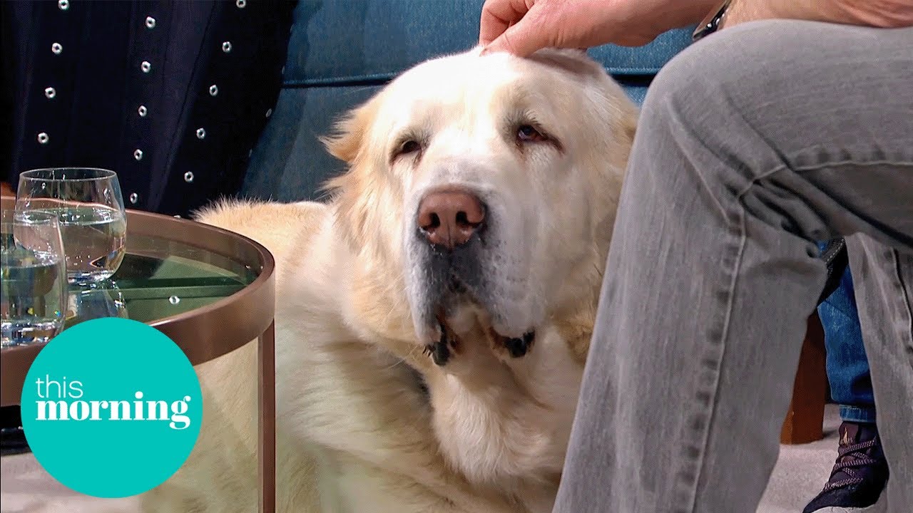 Drogo the Hero Dog: From Warzone to Water Rescue | This Morning