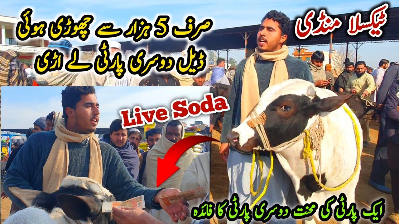 Taxila Mandi Latest Update 21 February 2025 | Live Soda Domail Mandi Fatehjang