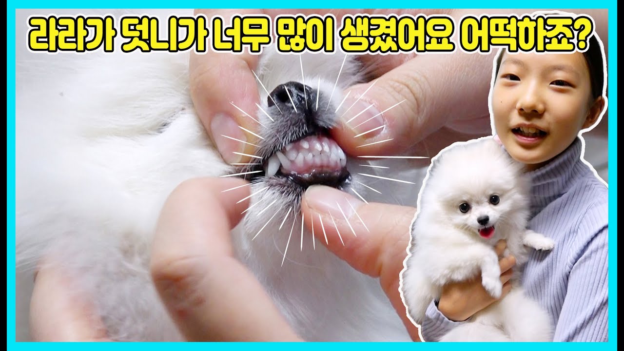라라에게 덧니가 너무 많이 생겼어요 이를 어떻게 하죠? 바로 병원으로 가 봤어요! [사랑아놀자 LOVE&TORY]
