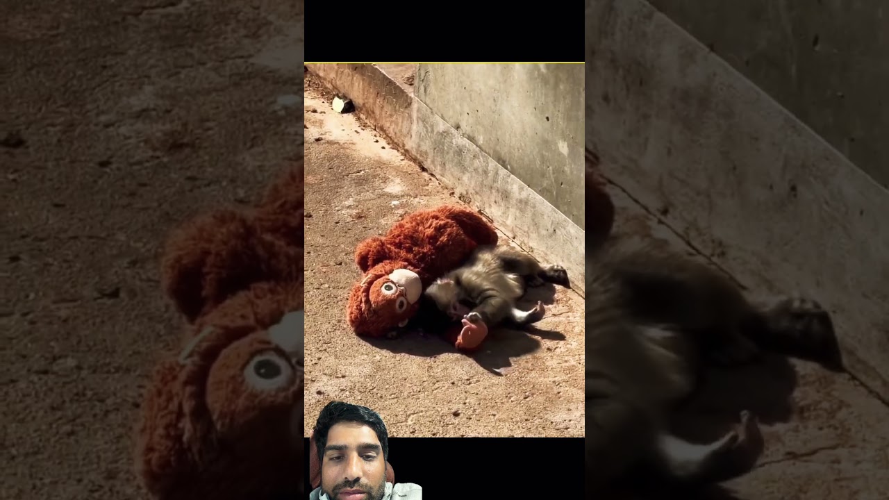 #monkey #monkeydoo #babymonkey #youtube keep support me like share video