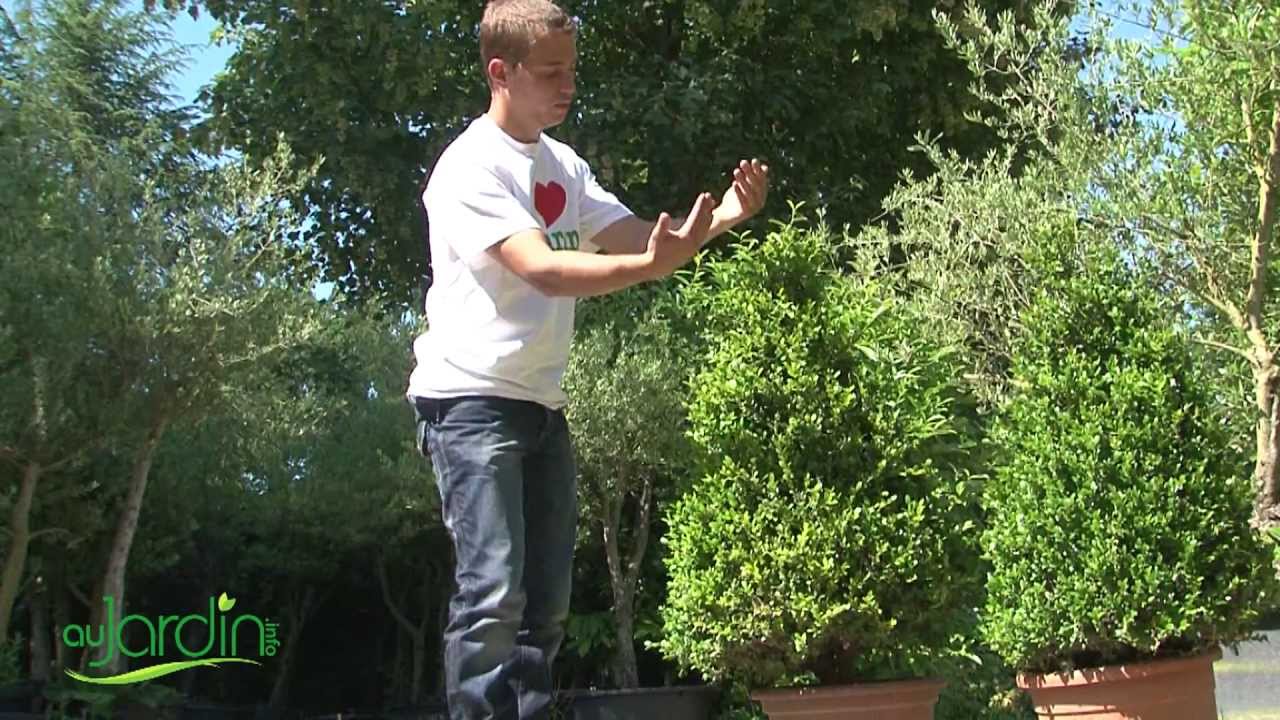 L'ART TOPIAIRE, un ART à la MODE dans les PARCS et chez les PARTICULIERS
