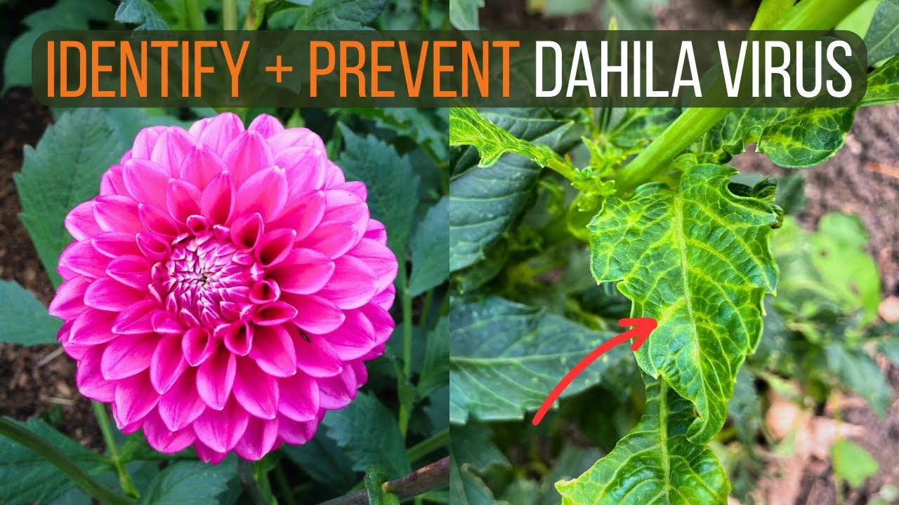How to Identify Dahlia Viruses and Prevent Virus Infection from Destroying Your Plants
