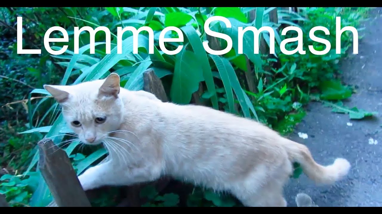 Lemme Smash - Cat Edition