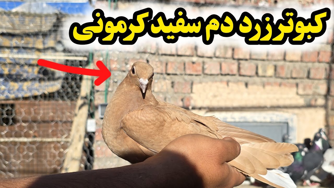 توضیحات کامل در مورد خرید کبوتر زرد دم سفيد کرمونی 🕊