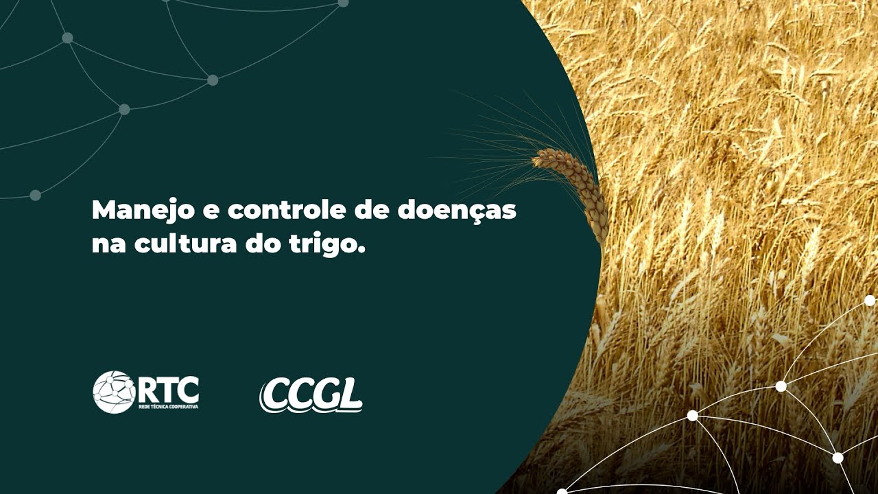 Manejo e Controle de Doen&ccedil;as na Cultura do Trigo.