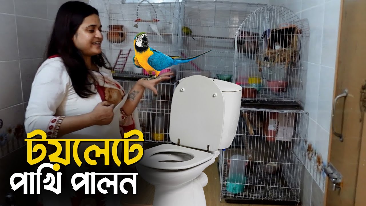 মেয়েটি টয়লেটের মধ্যে কিভাবে এতো পাখি পালন করছে দেখুন | Bird Breeding In Toilet