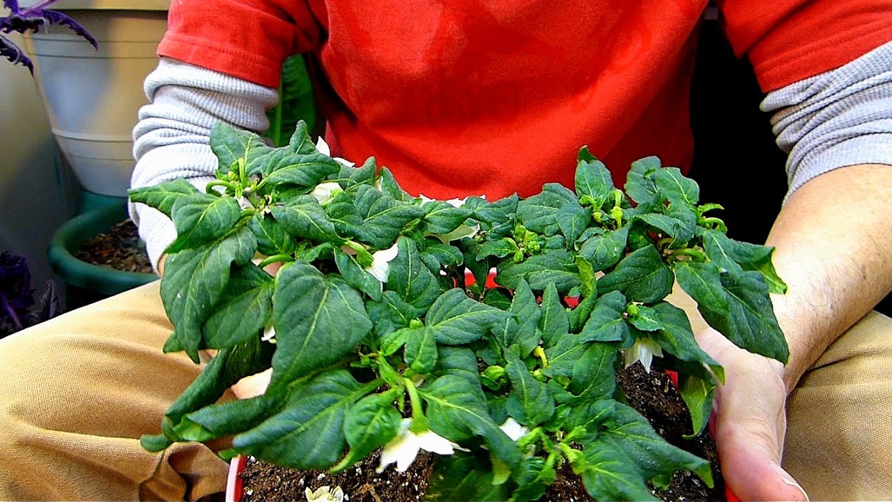Buying time before Spring planting