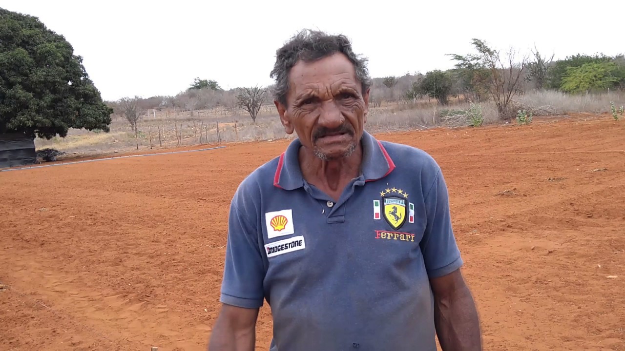 Roça de milho irrigado em Ourolandia, Bahia.