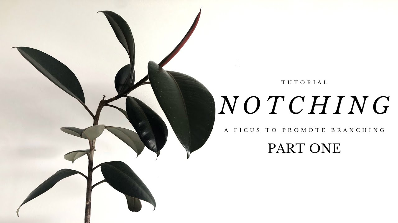 How To Promote Branching / Side Shoots In Ficus Elastica | Tutorial