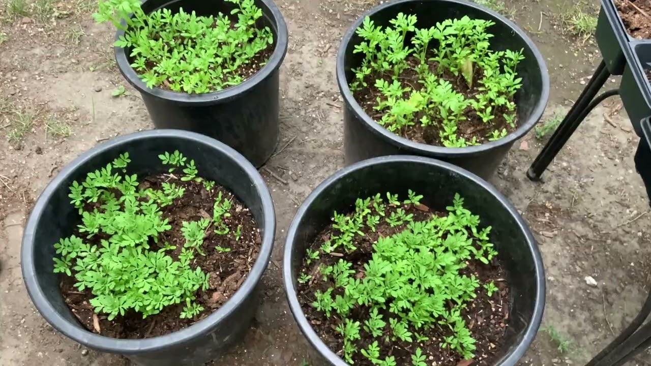 Como  germinar y sembrar flor de cempas&uacute;chil para vender. Parte 1