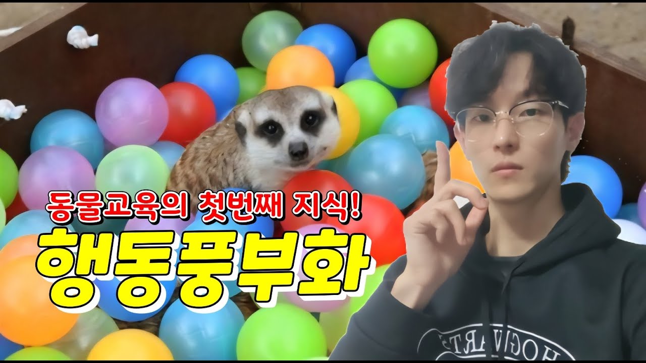 앵무새 키울때도 정말 중요한데 다들 무시하는 행동풍부화에 대하여[새캐맨더]