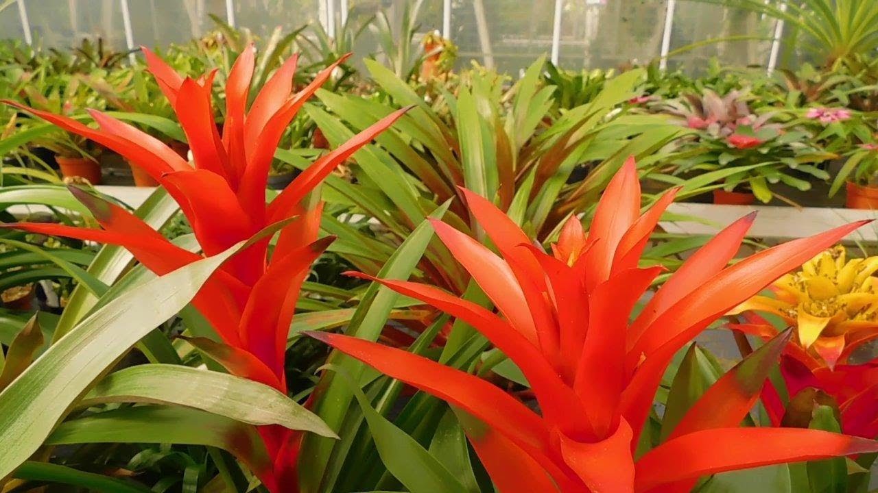 BEAUTIFUL Bromeliads (World's Most Spectacular Plants episode 10 of 14)