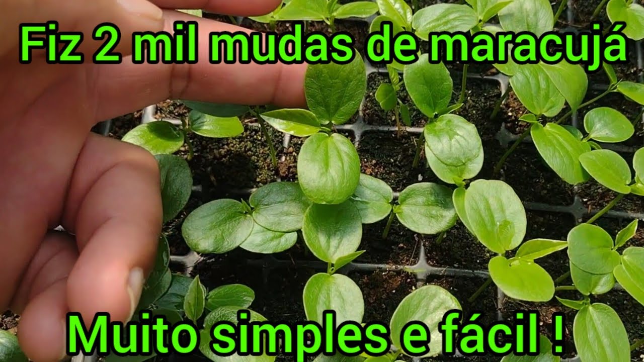 Como fazer mudas de maracujá ! (Simples e fácil) #agro #nature #agronomia #roça