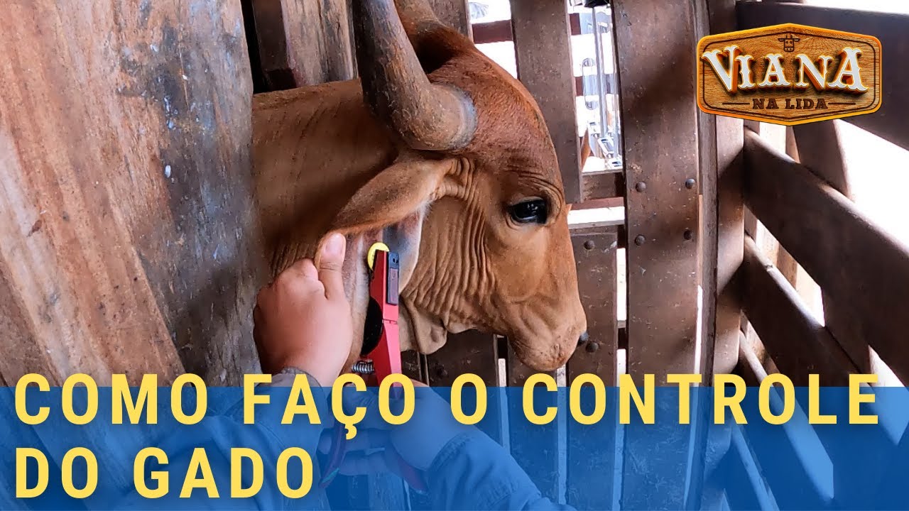 COMO FAÇO O CONTROLE DO GADO - PARTE 01