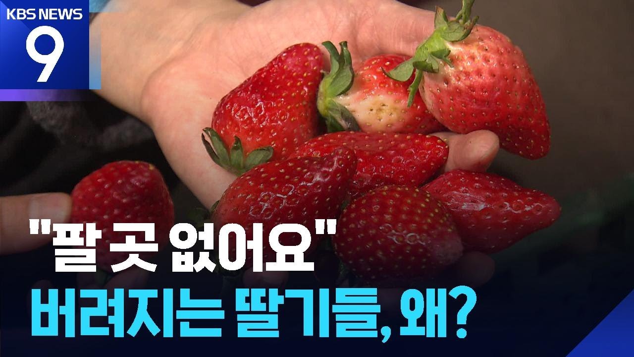 “없어서 못 먹는데”…딸기 수백kg씩 폐기 [9시 뉴스] / KBS  2026.01.03.