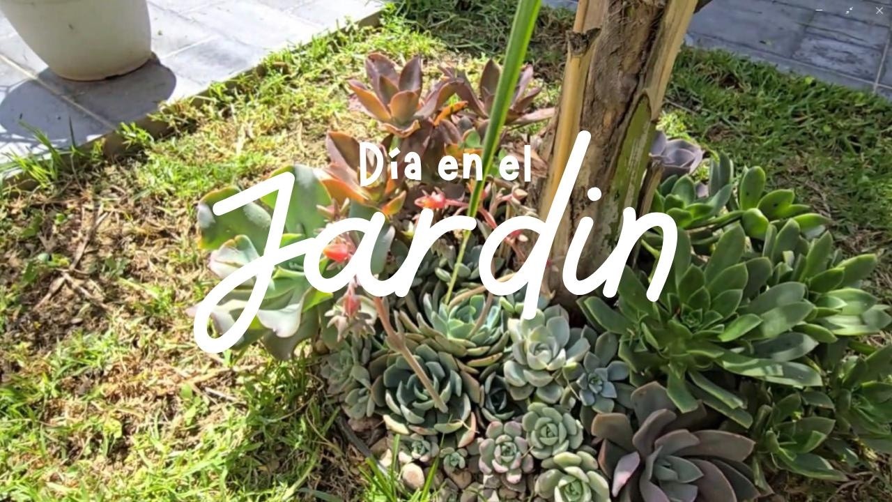 🌿 Así Luce el Jardín: Recorte de Pasto y Suculentas