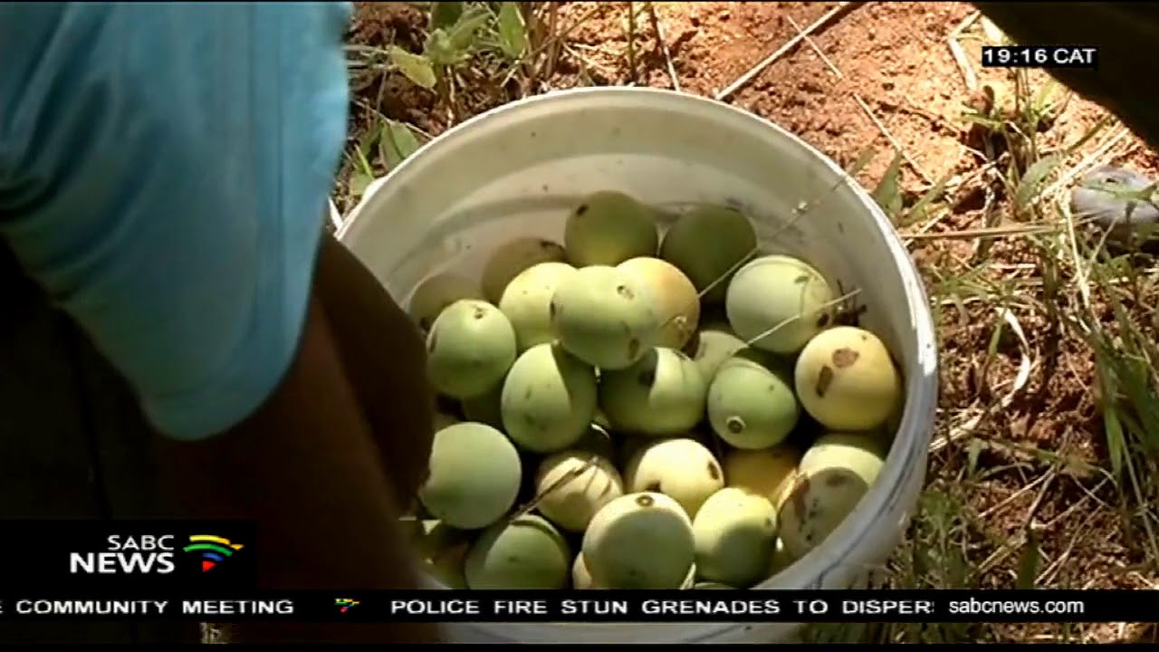 Limpopo University at an advanced stage of producing Marula wine
