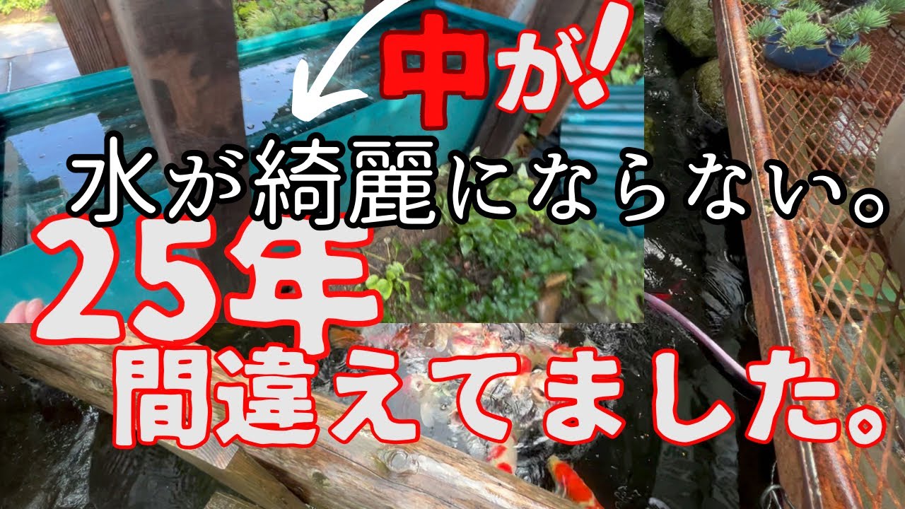 池の水が綺麗にならない#錦鯉 #koifish #koi