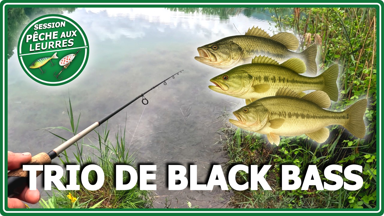 Trio de Black bass - Pêche aux leurres