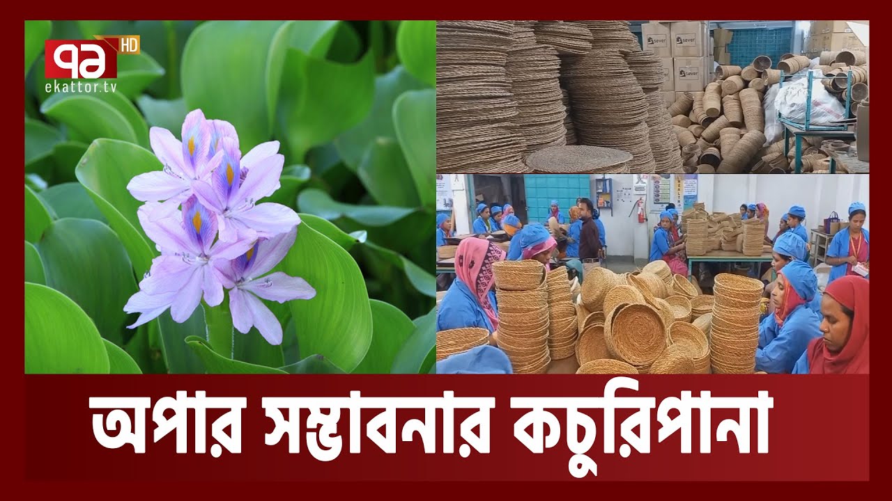 ফেলনা নয় কচুরিপানা, বদলে গেছে বহু জীবন। Water Hyacinth। Ekattor tv।