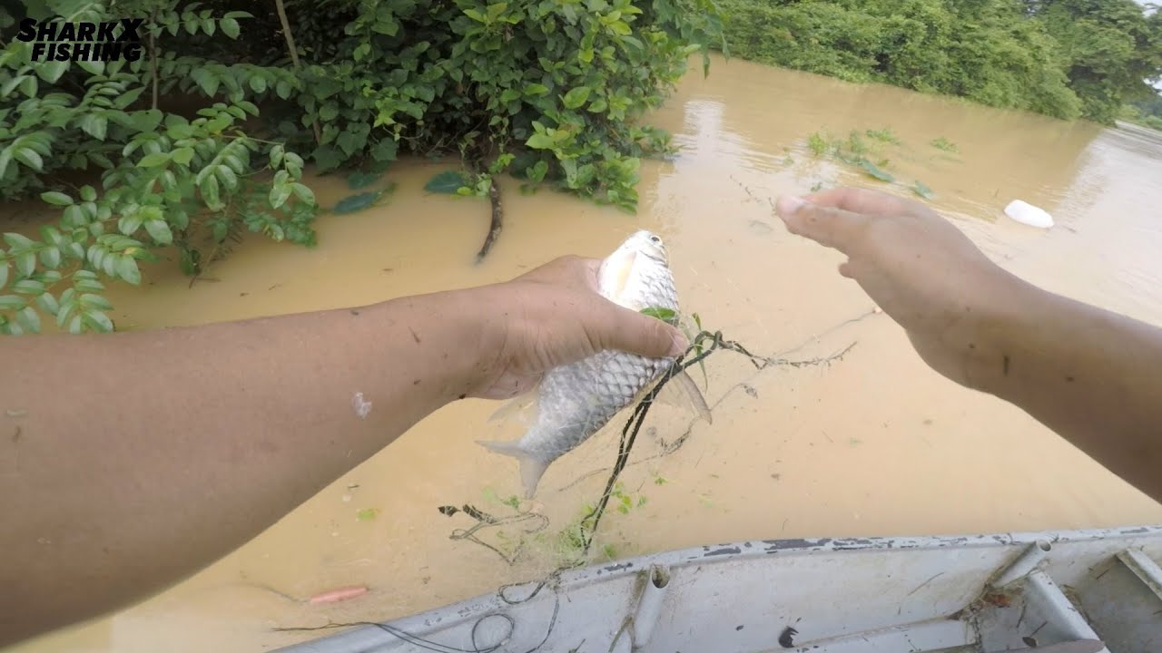 Menjaring Ikan Sungai Perak Ketika Air Sungai Dalam Dan Keruh