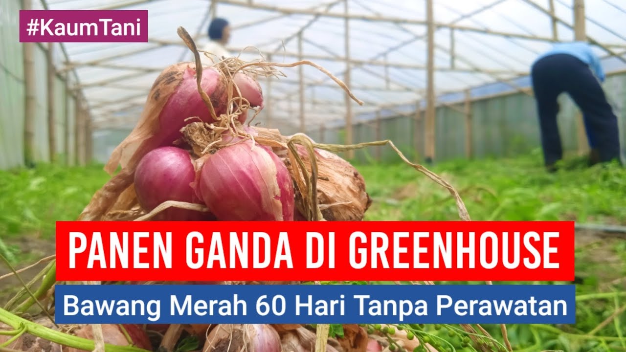 PANEN GANDA DI GREENHOUSE, BAWANG MERAH UMUR 60 HARI TANPA PERAWATAN