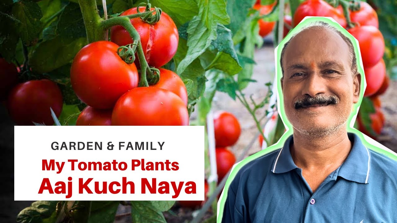 Organic tomatoes harvest kiye aur phir family ke saath thoda fun! 🏠✨ Aaj ka din kaafi special tha. 