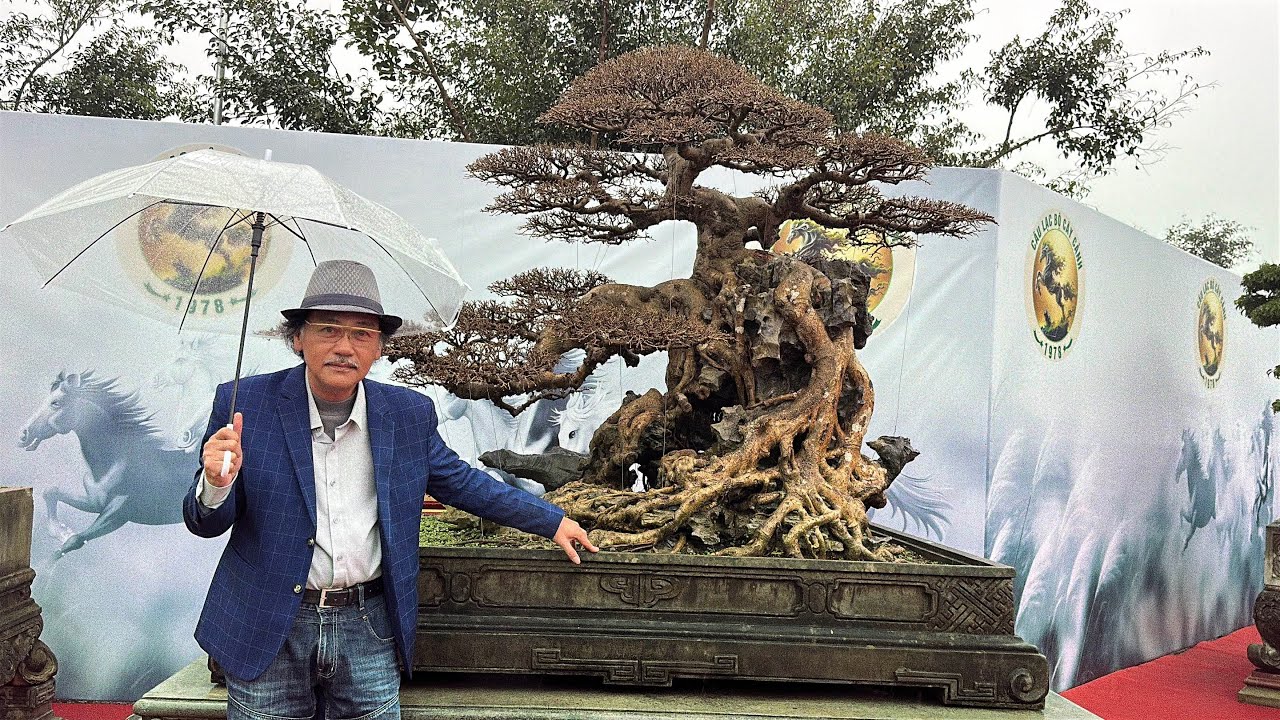 Một TP chất lượng của anh Giang Giao Thuỷ NĐ tại hội bonsai 1978. KM 13/12/2025 Duy tiên Hà Nam